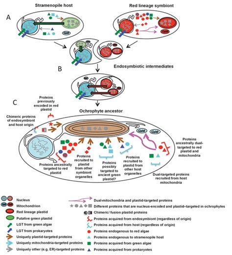 Top Breakthroughs in Artificial Life and Synthetic Biology: Latest Innovations and Discoveries