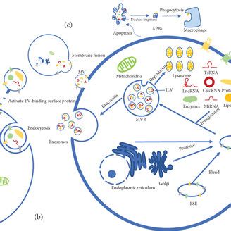 Top Breakthroughs in Artificial Life and Synthetic Biology: Latest Innovations and Discoveries