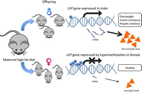 Latest Advances in Gene Therapy: Breakthroughs and Solutions for Genetic Disorders