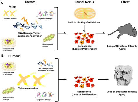 Latest Advances in Gene Therapy: Breakthroughs and Solutions for Genetic Disorders