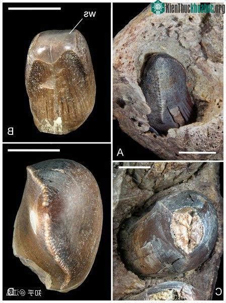 Unveiling the Past: Top Paleontology Discoveries and Ancient Life Forms