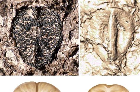 Unveiling the Past: Top Paleontology Discoveries and Ancient Life Forms