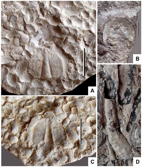 Unveiling the Past: Top Paleontology Discoveries and Ancient Life Forms